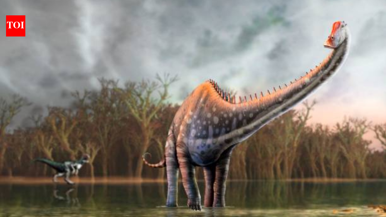 North America loses its monopoly on dinosaur fossils; fourteen tail vertebrae just turned up in Spain and experts have identified it as Diplodocus