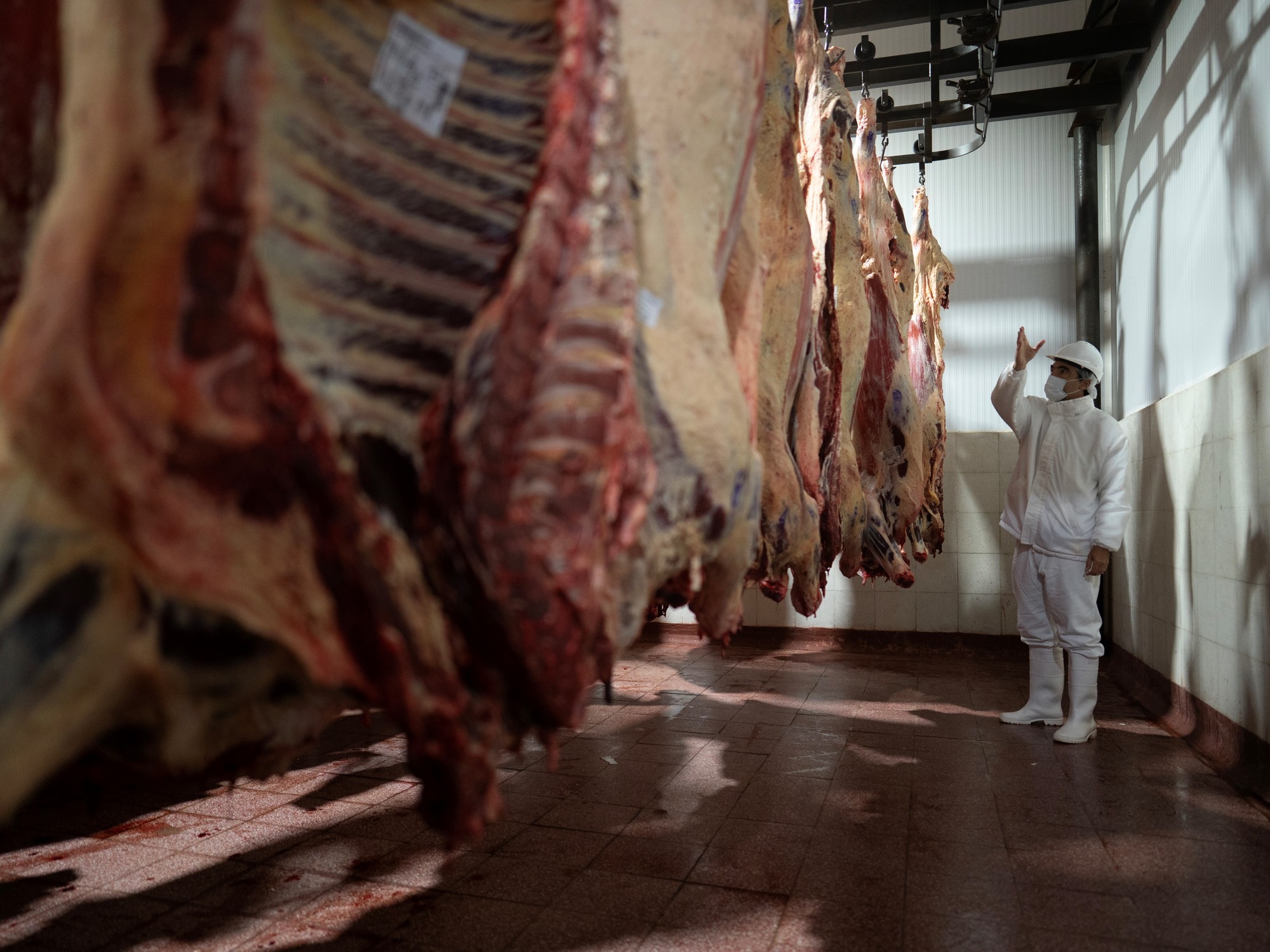 Novillos y carne con precios amesetados: ¿hasta cuándo?
