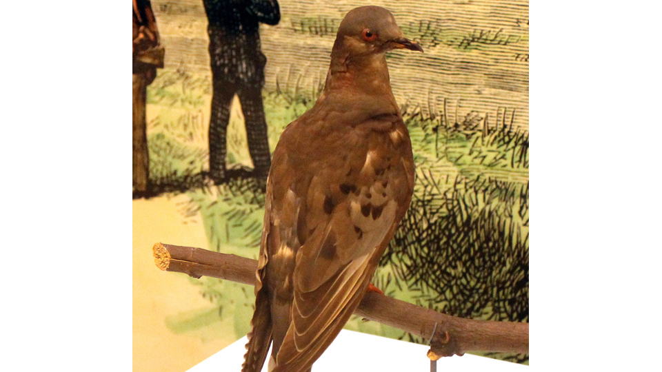 OTD: 1 SEPTEMBER: Death of Martha, last passenger pigeon