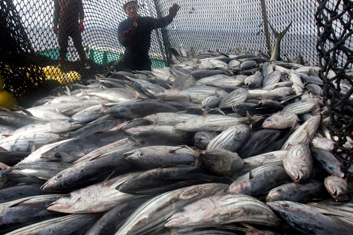 A tuna catch on board an Ecuadorean purse seiner in the vicinity of the northern Galapagos Islands, with fishers in background.