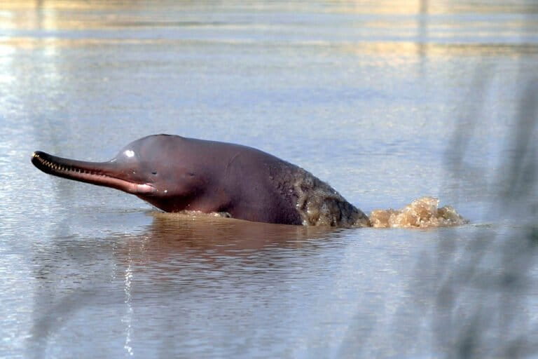 Pakistan expands protected habitat for Indus River dolphin as recovery offers hope
