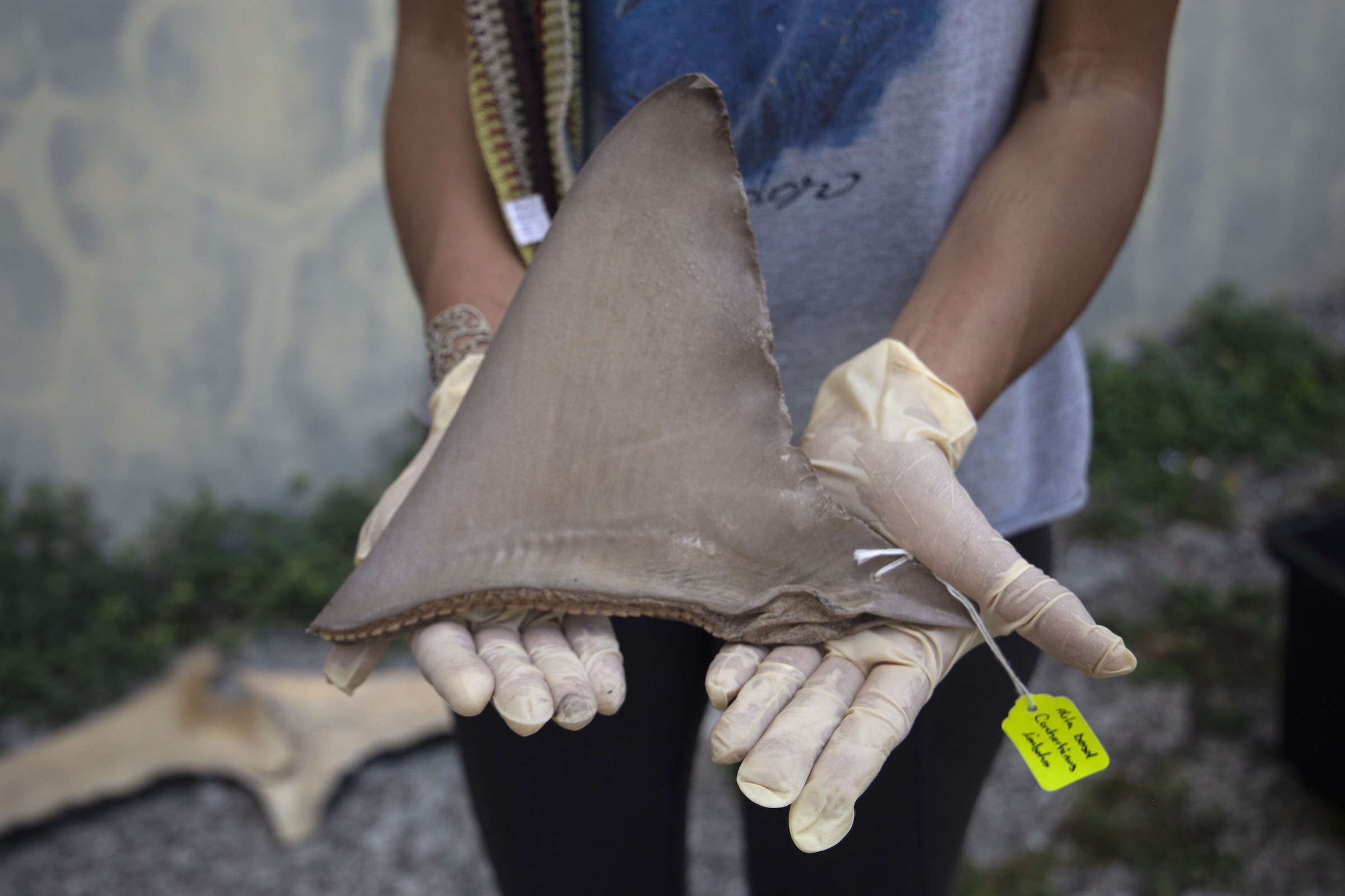 Panama looks to science, fishers, and the law to protect its sharks and rays