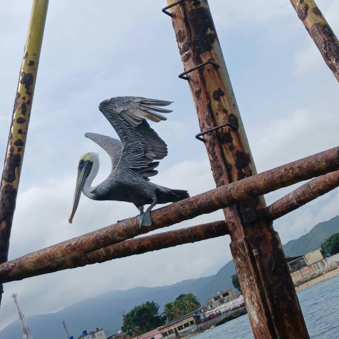 Pelican Resting in Puerto Cabello, Venezuela - Photo of the Day