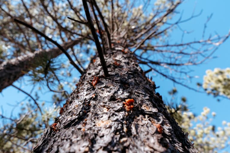 Pine beetle task force recommends potential solutions to Front Range outbreak