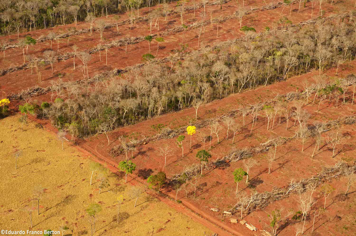 Planned Bolivia-Brazil highway threatens Chiquitania dry forest