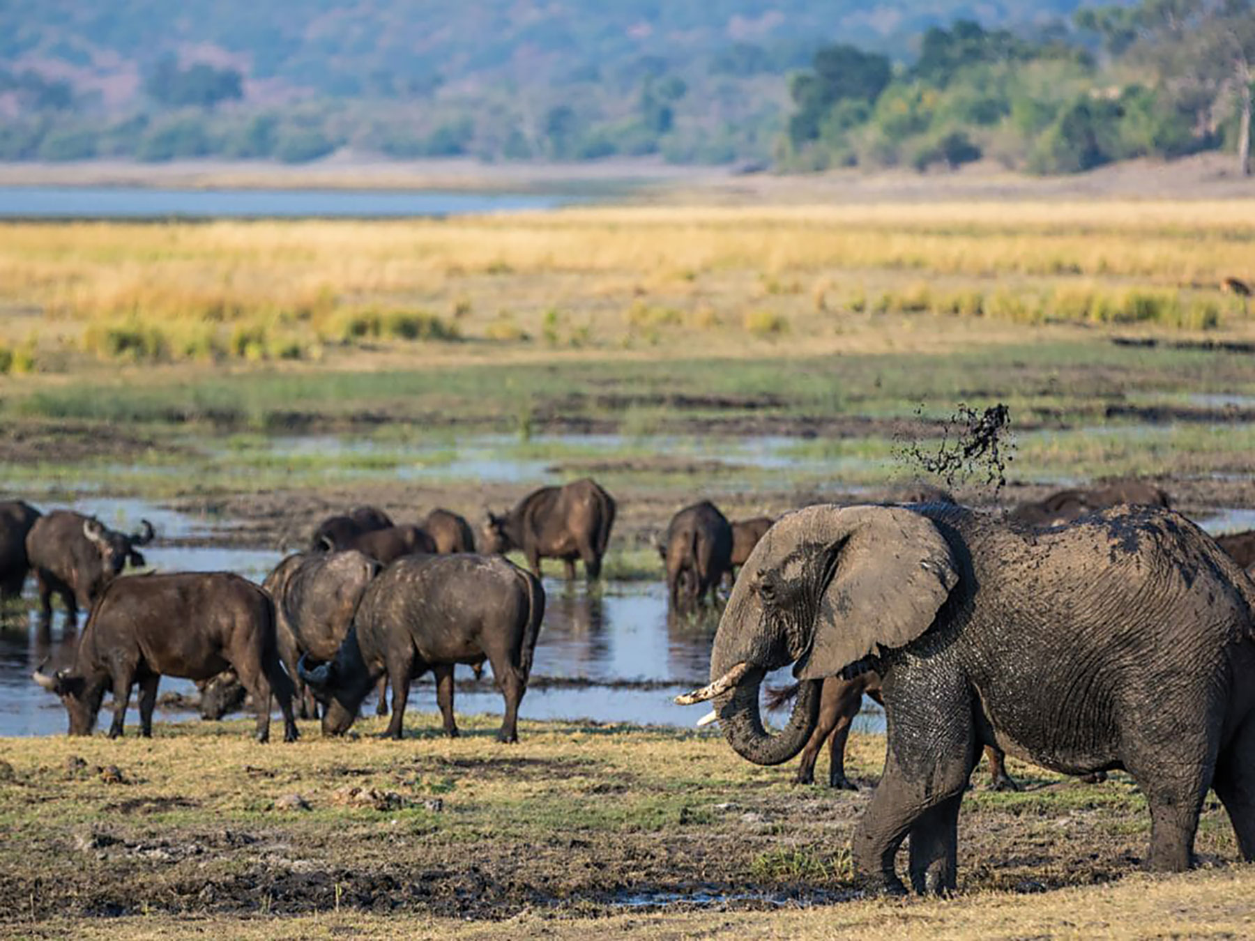 Poachers shift focus to bushmeat species