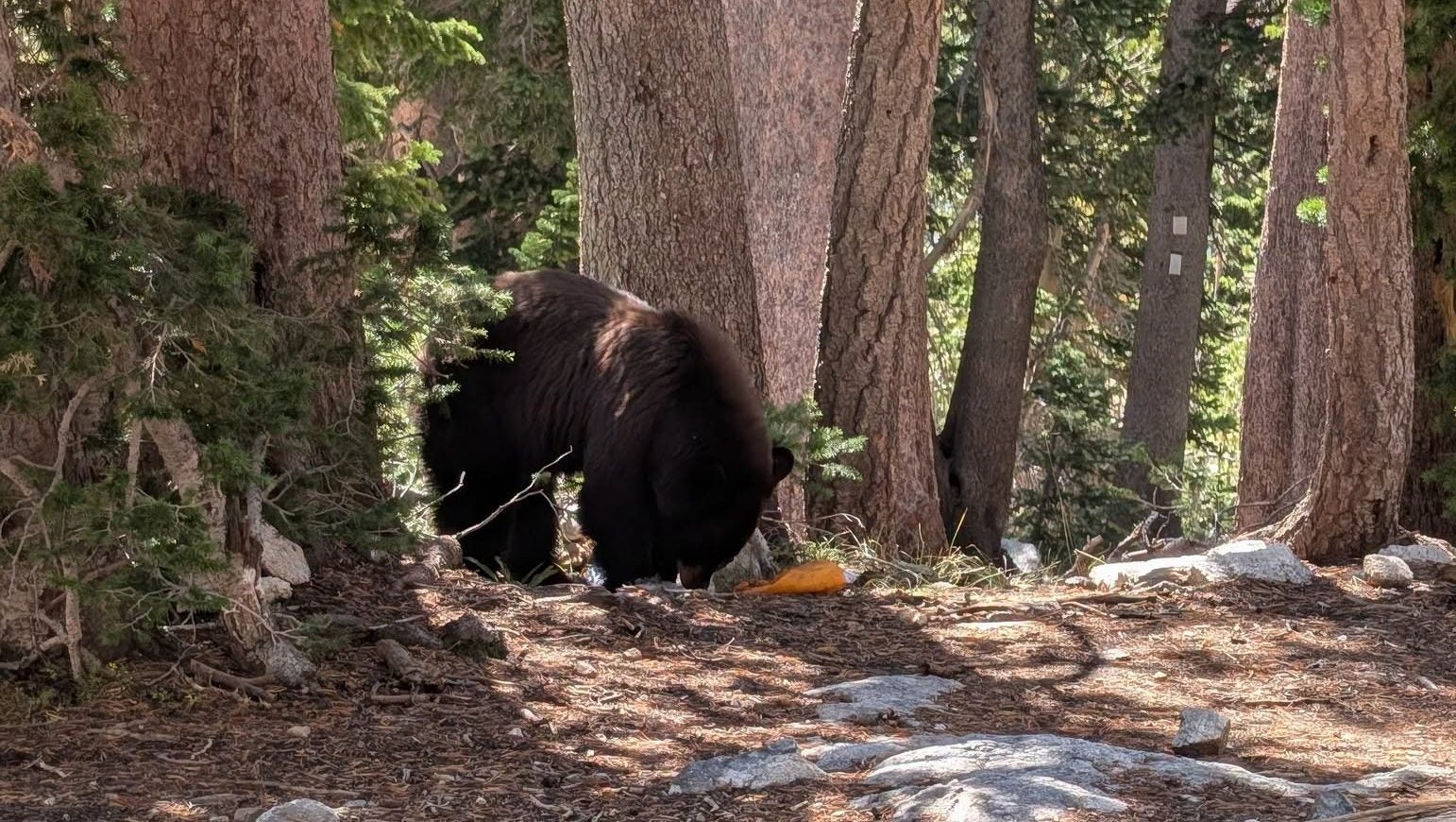 'Poor decisions': Visitors’ food handouts lead to death of Grand Teton black bear