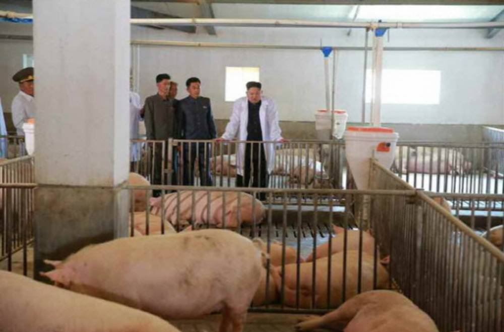 Kim Jong Un Pig Farm