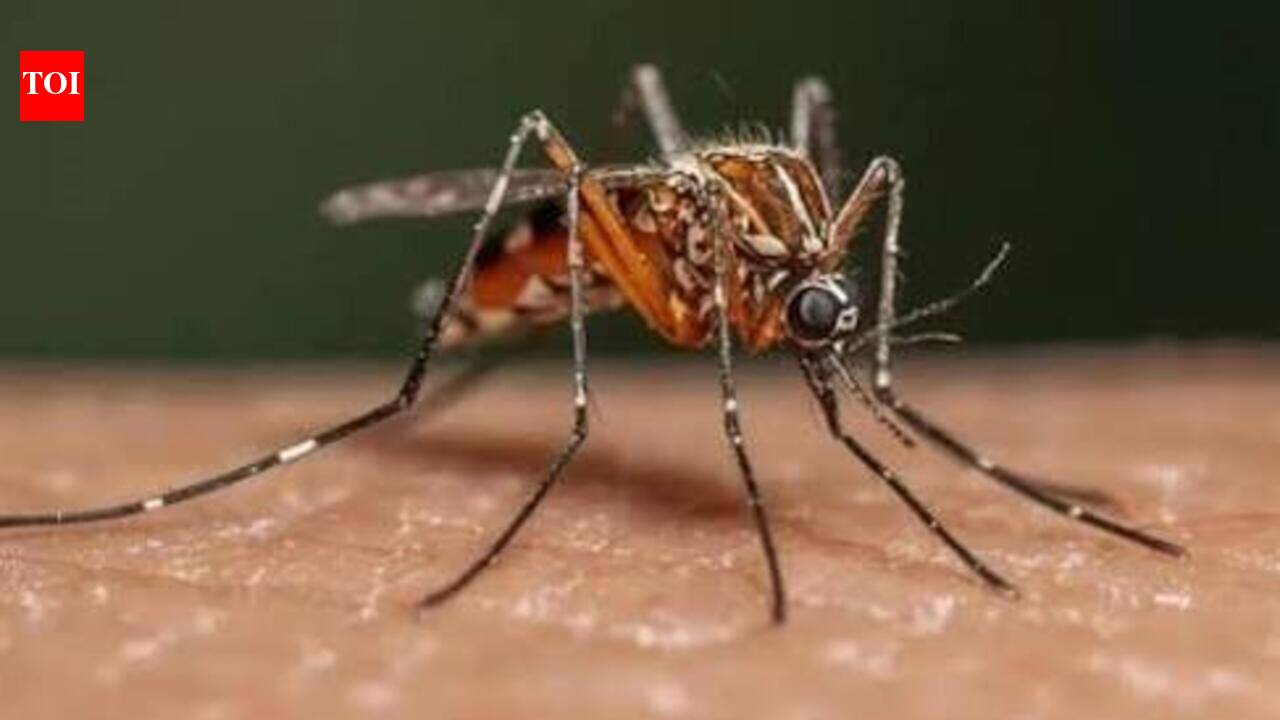 Prayagraj health department launches seven-zone dengue prevention drive | Prayagraj News