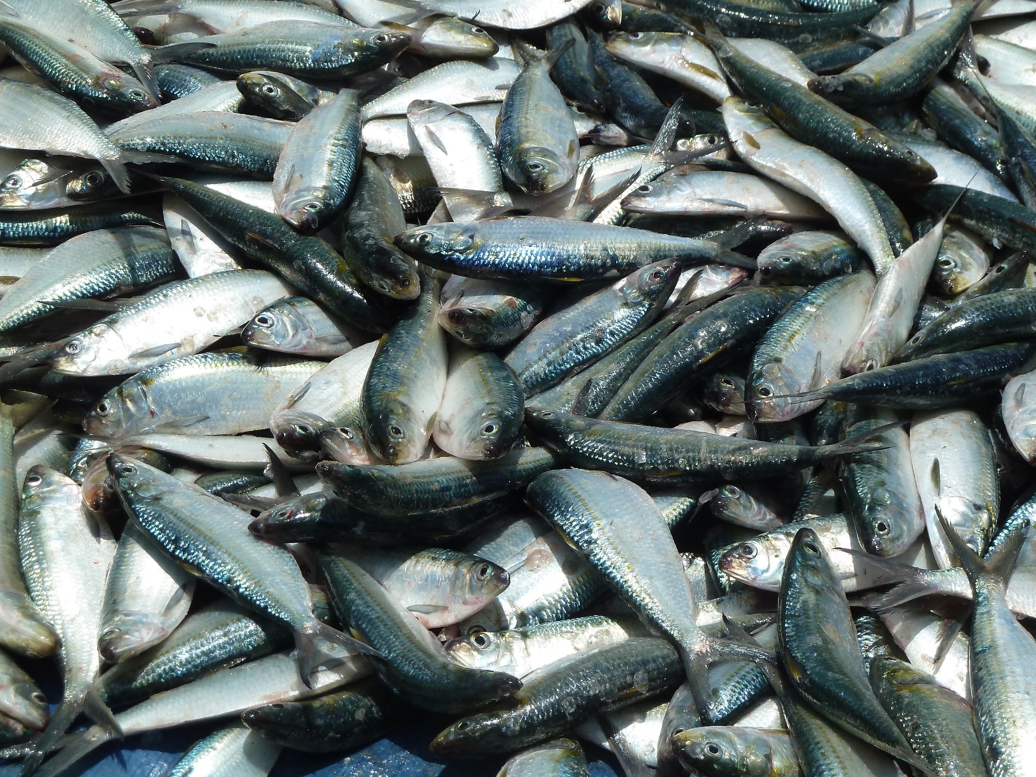 Report links fishmeal production to decline in key species for Guinea-Bissau communities