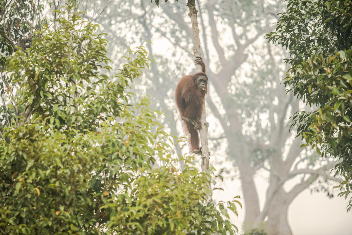 Rescuers race against time as fires ravage orangutan habitat inside Indonesian oil palm concession