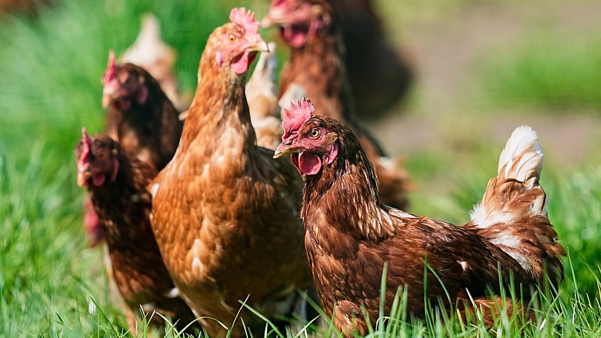 Russians skewer authorities for ordering citizens to register their chicken