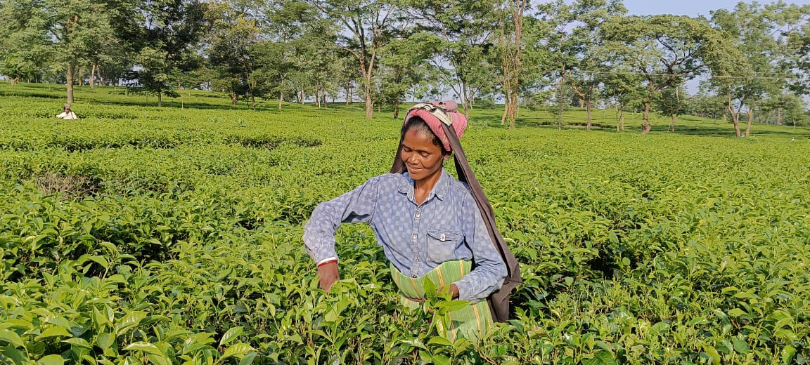 Safe for cup, but what about workers? Assam’s tea pesticide problem