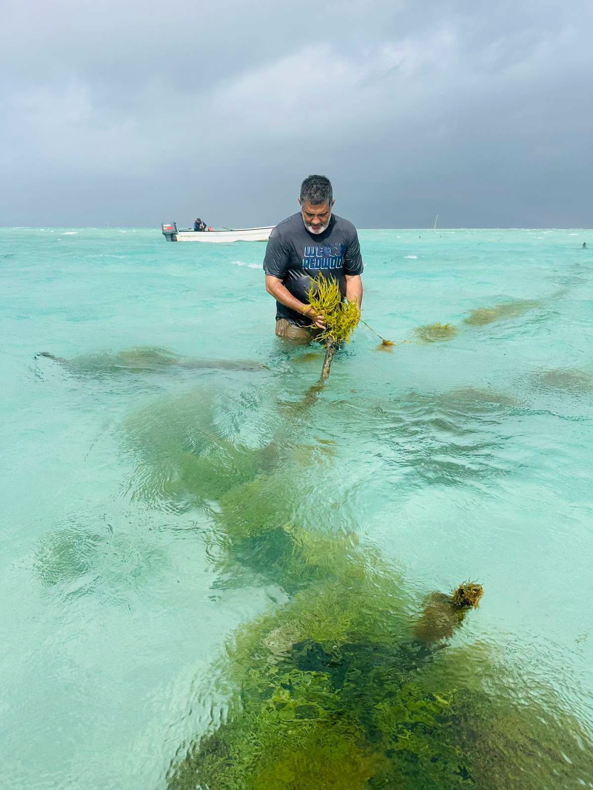 Seaweed farming expands in Bua