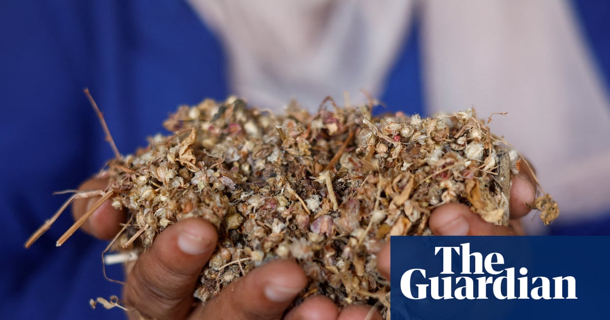 Seeds of hope: how a local farming project is offering a lifeline to Gaza | Farming