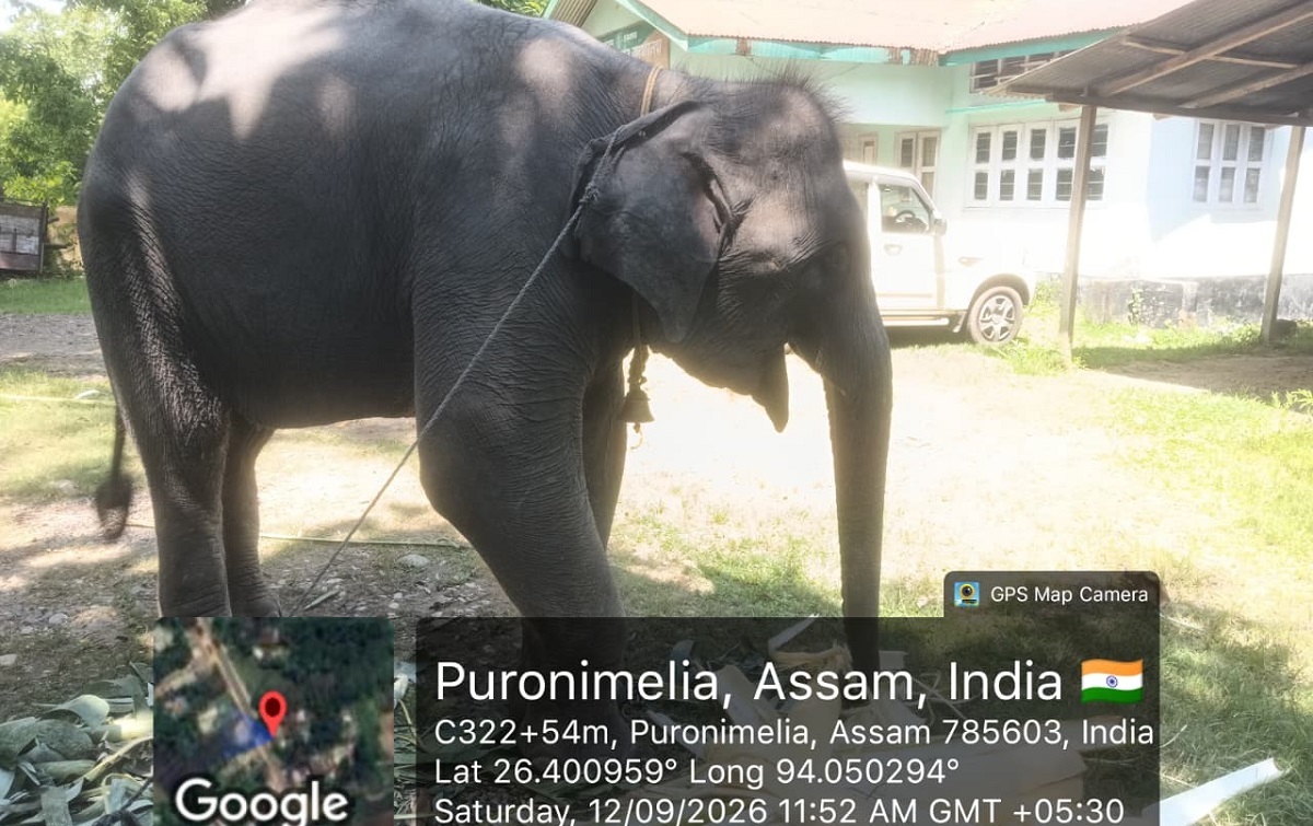 Seized elephant in Assam's Golaghat sparks ownership and documentation row