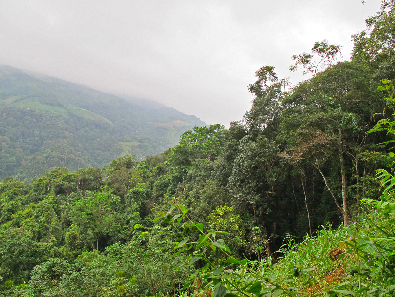 Southeast Asia's oak trees highly threatened as report warns of lack of protection