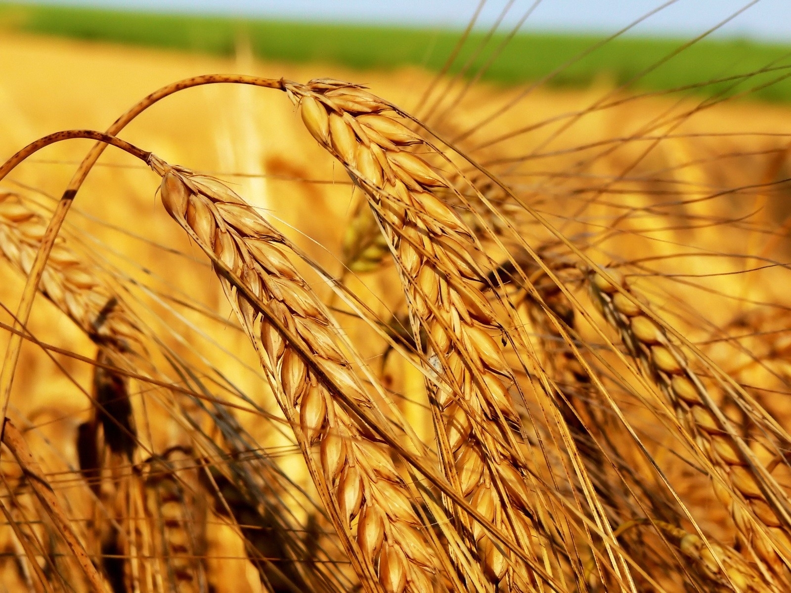 Students’ plan for Serbian agricultureSerbian Monitor