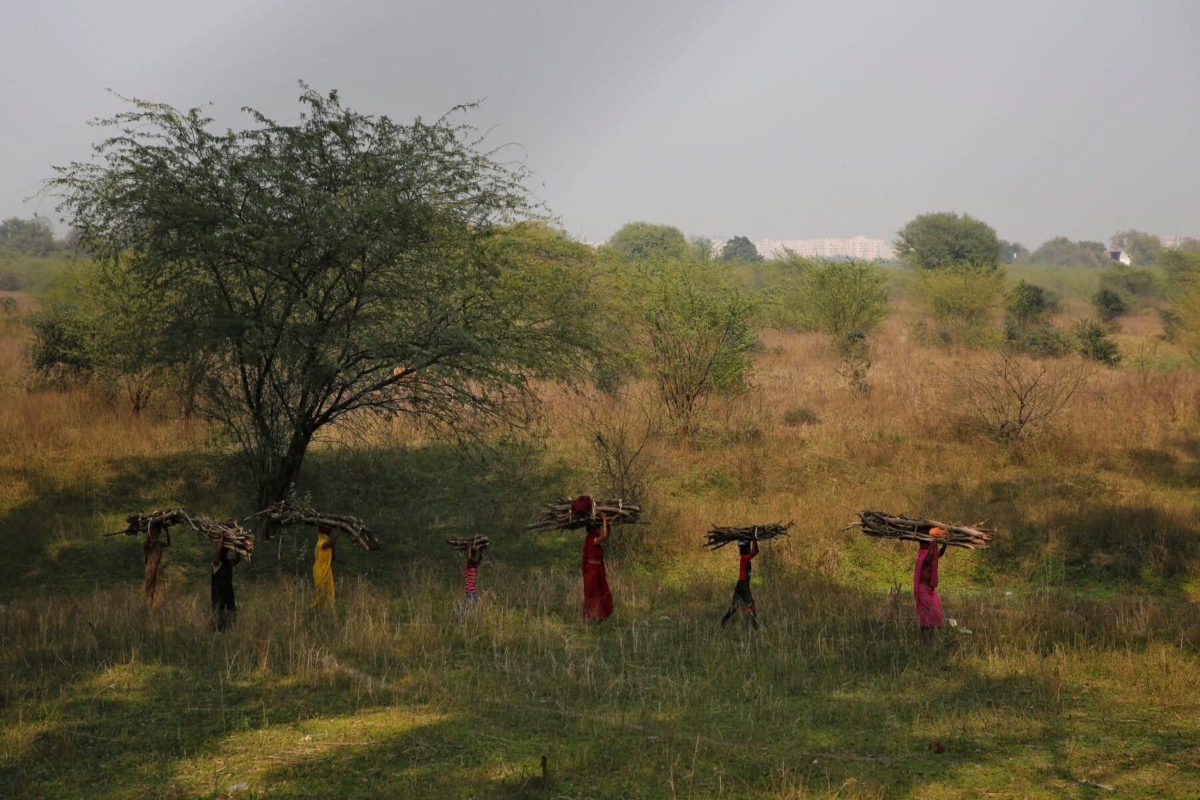 Study links female legislators to faster forest-cover growth