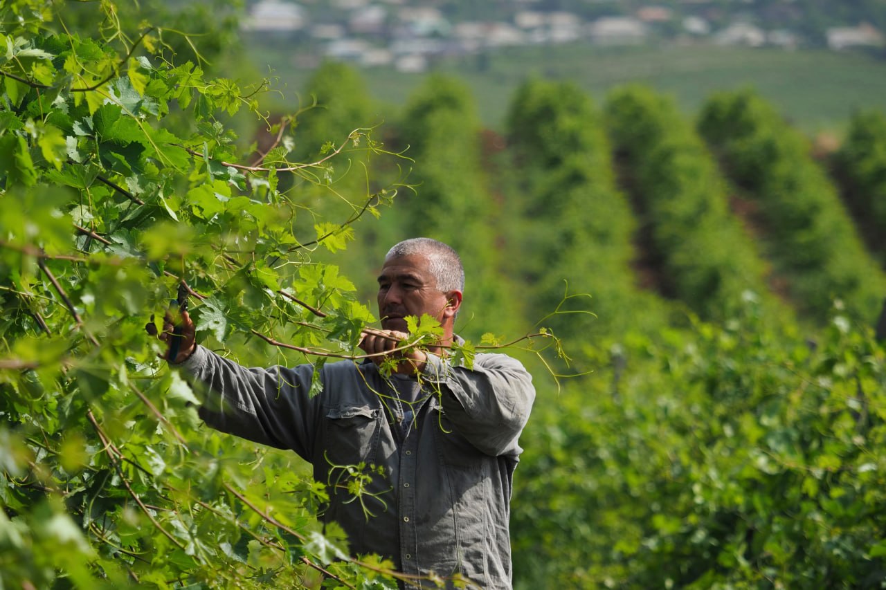 Tajikistan prepares three agricultural investment projects with FAO support