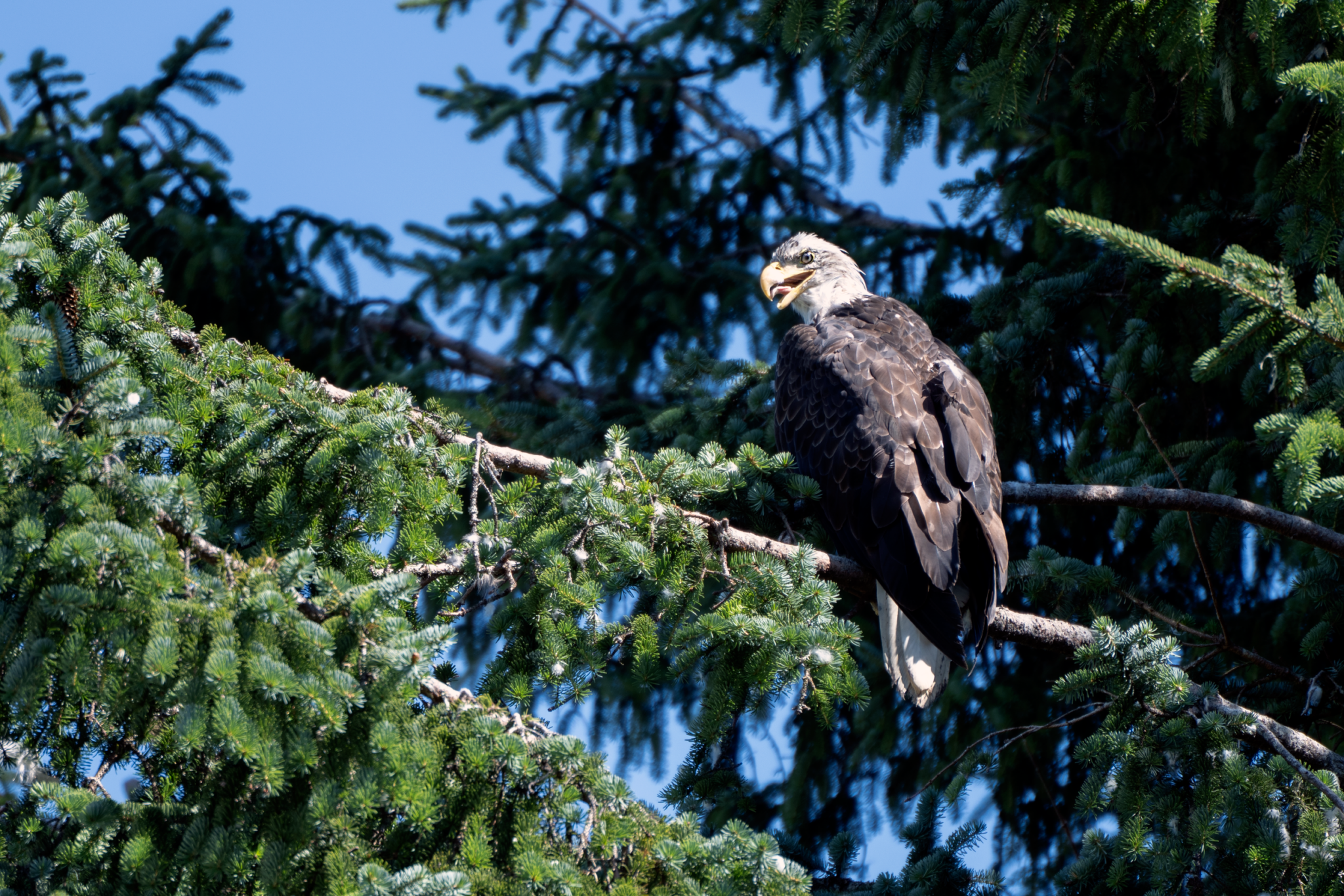 A bald eagle at Alaska's Eagle Beach. (Chris Bentley/Here & Now)
