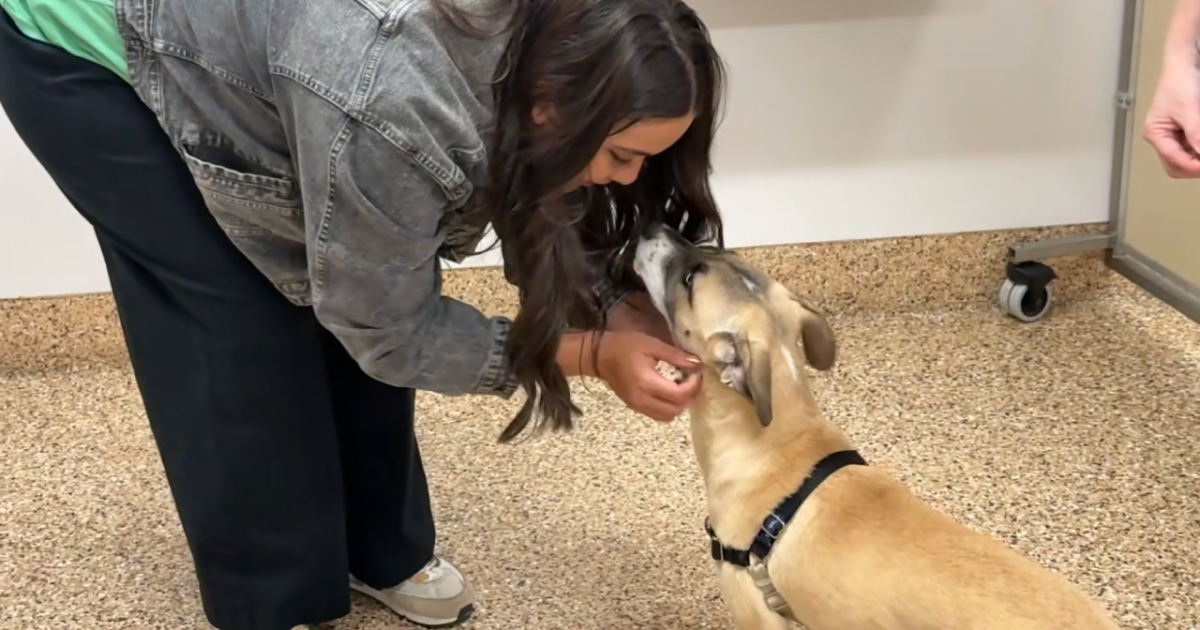 Tempe pet rescue offers temporary care solution for families in need