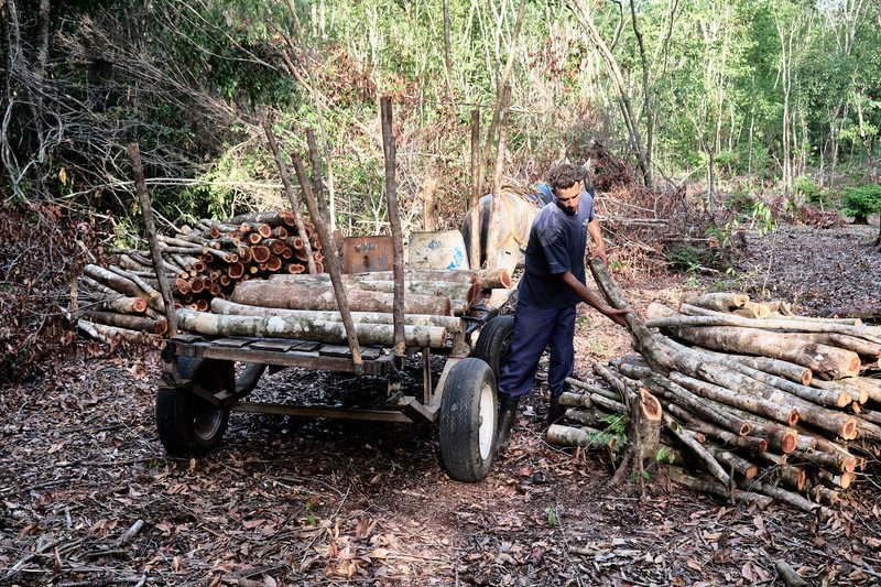 The Charcoal Makers of Soplillar