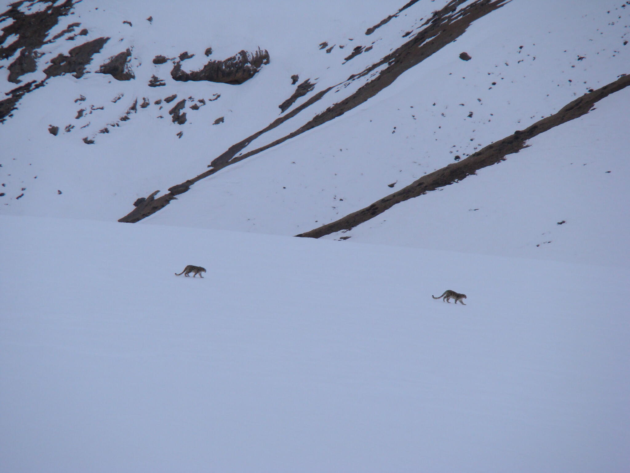 Snow leopards frolic on snowy terrain. (Courtesy of Kulbhushansingh Suryawanshi)