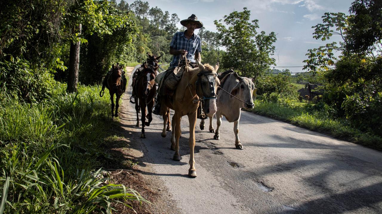 The Regime Gives Cuban Farmers More Leeway