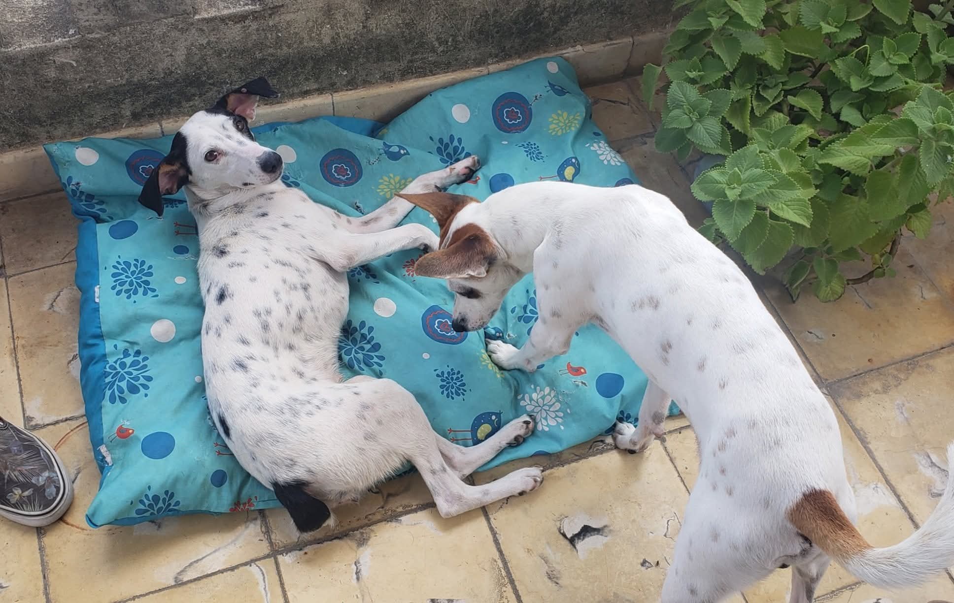The Second Life for an Abandoned Cuban Dog
