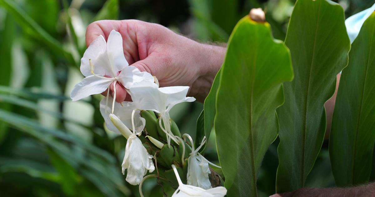 These gingers have fragrant, butterfly-shaped flowers | Home/Garden