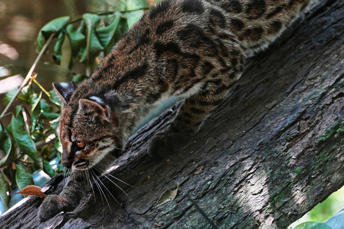Tiny wild cat newly identified as a species draws curious visitors in Bolivia