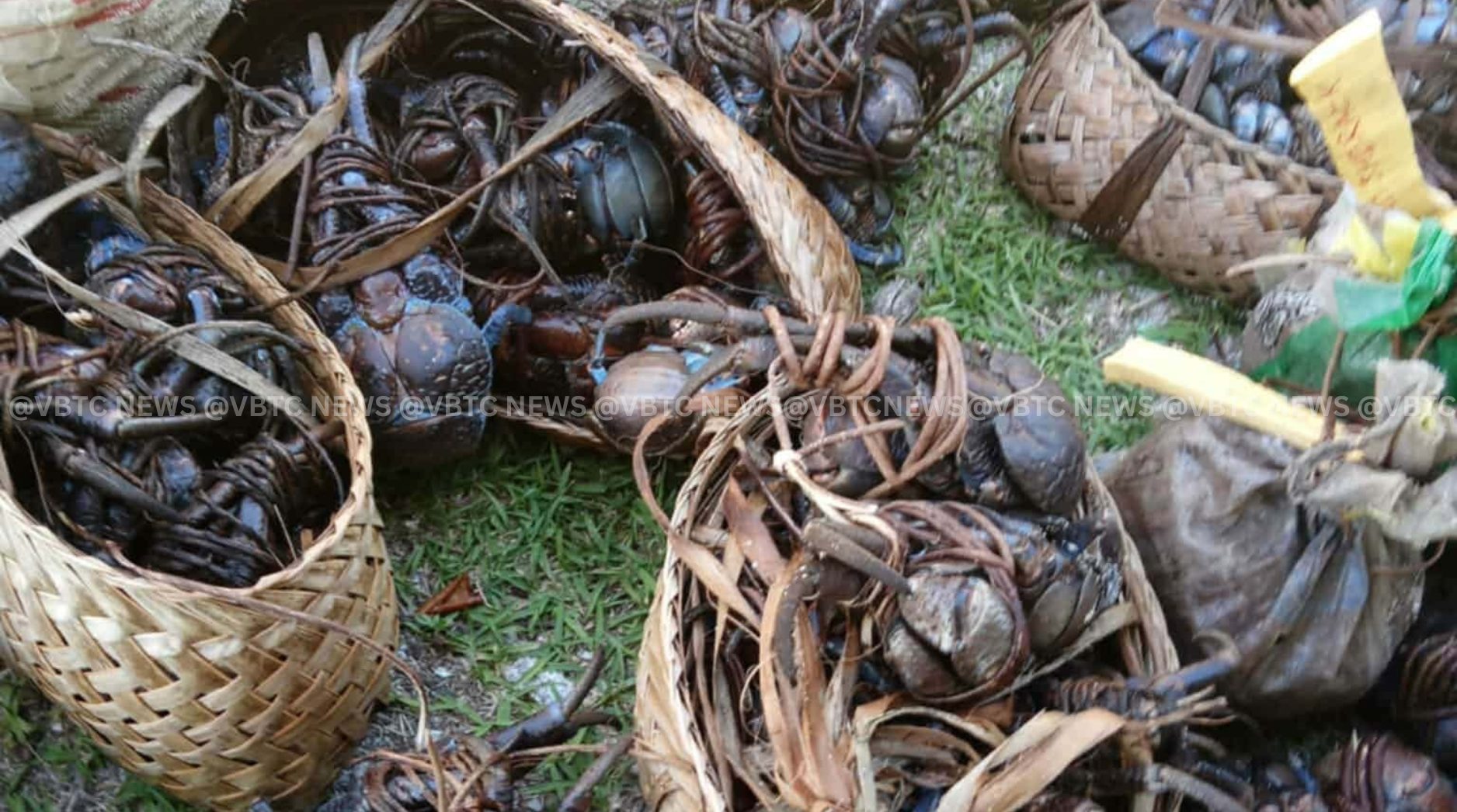 Torba Coconut Crab Season Closes Until November