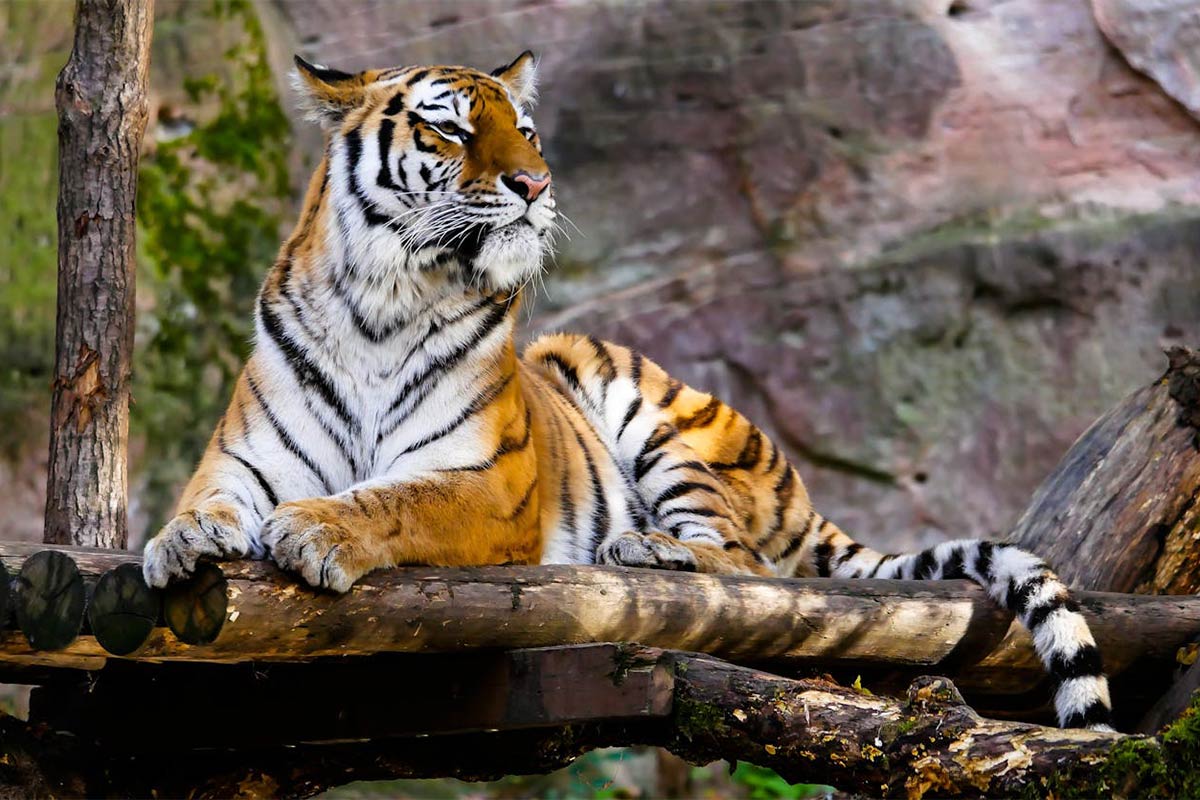 Tourist activity in these two zones of Corbett Park will begin on October 1; bookings will open on September 21