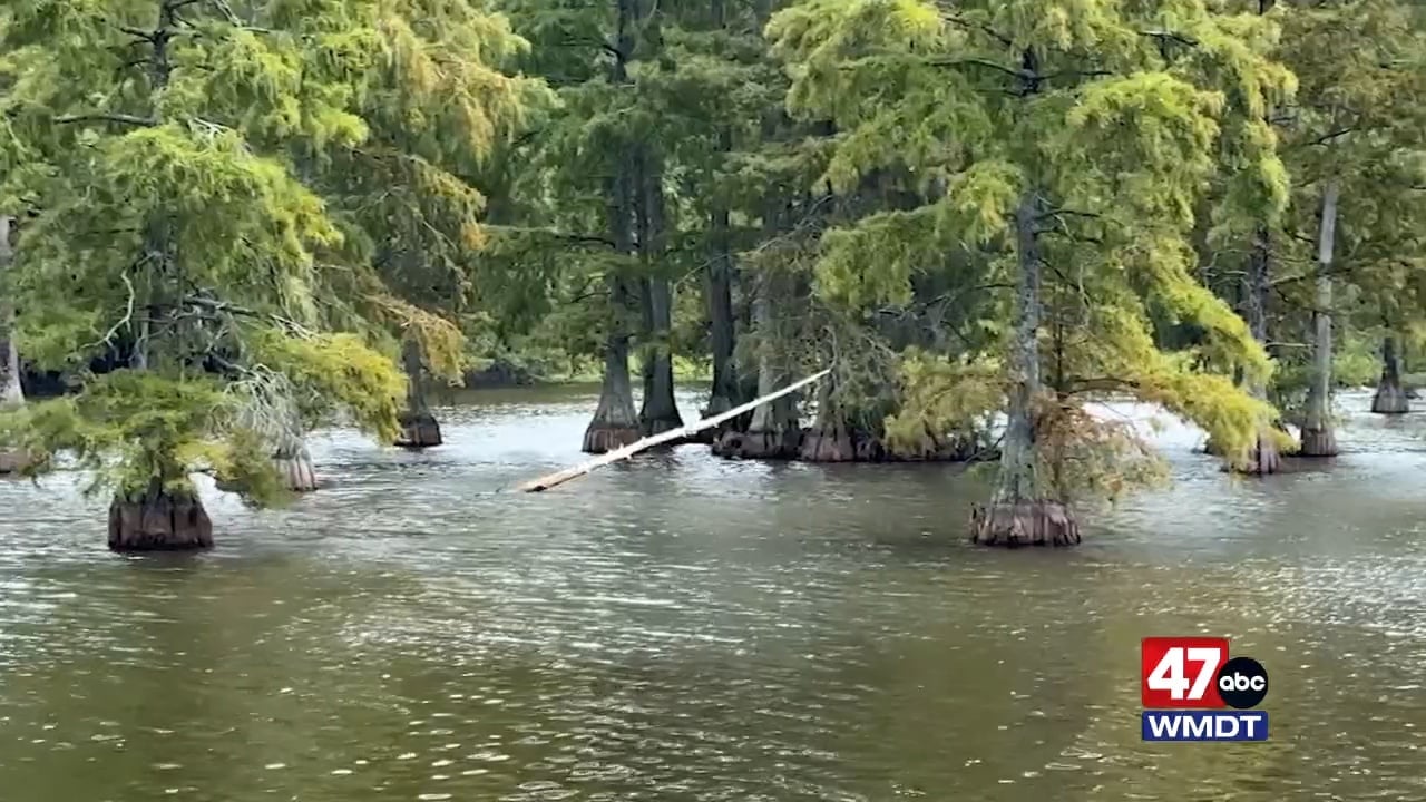 Trap Pond State Park: Delaware's Hidden Bayou