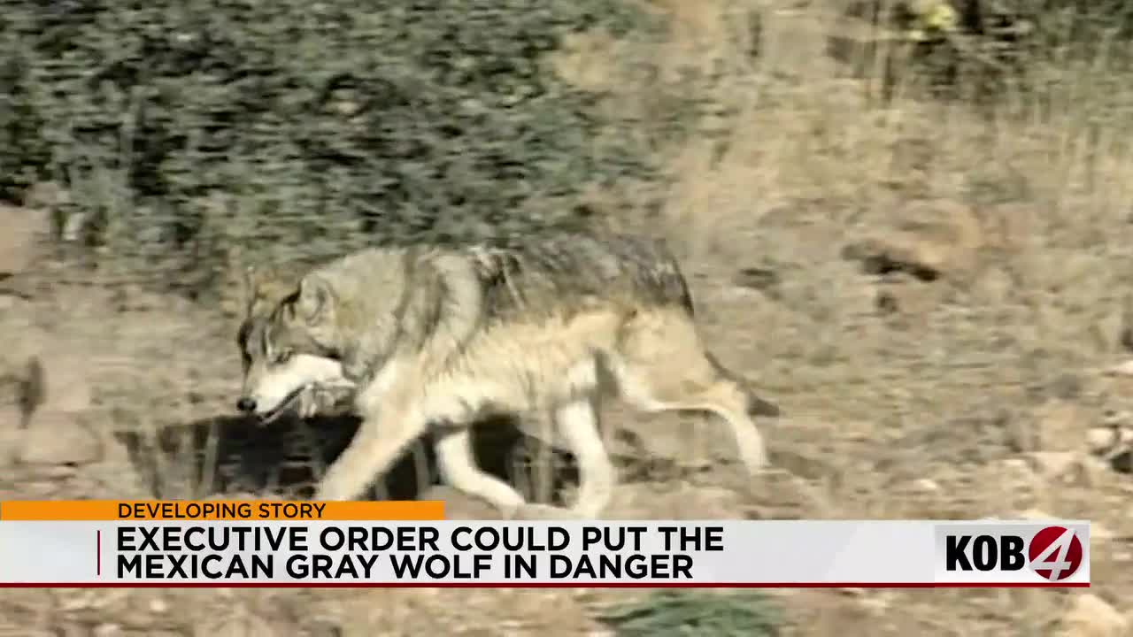 Trump signs order to review endangered status of gray and Mexican wolves
