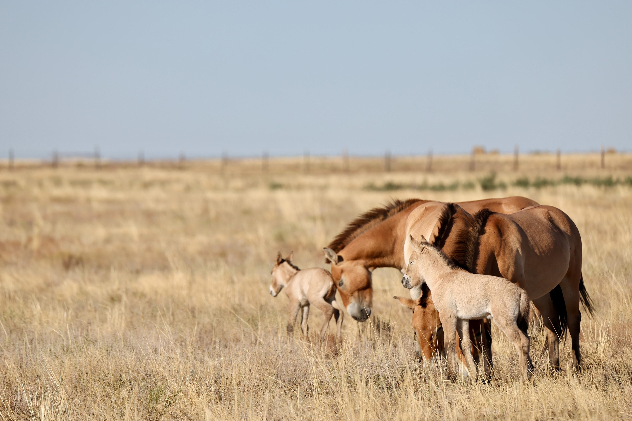 Two wild Przewalski’s horse foals born in Kazakhstan after 200 years