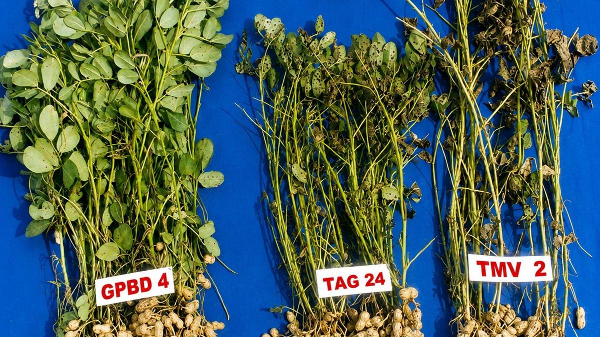 UAS-Dharwad’s groundnut variety GPBD 4 selected for ISSCA Award