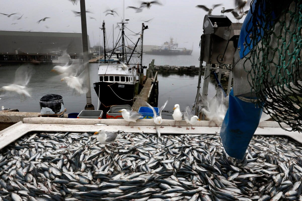Herring are unloaded from a fishing boat in Rockland, Maine, in 2015.