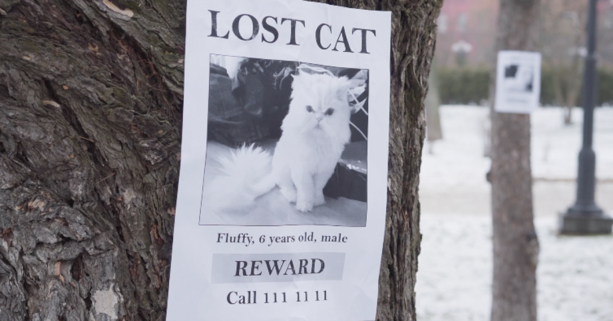 Valley residents who have lost pets claim scammers are turning to AI