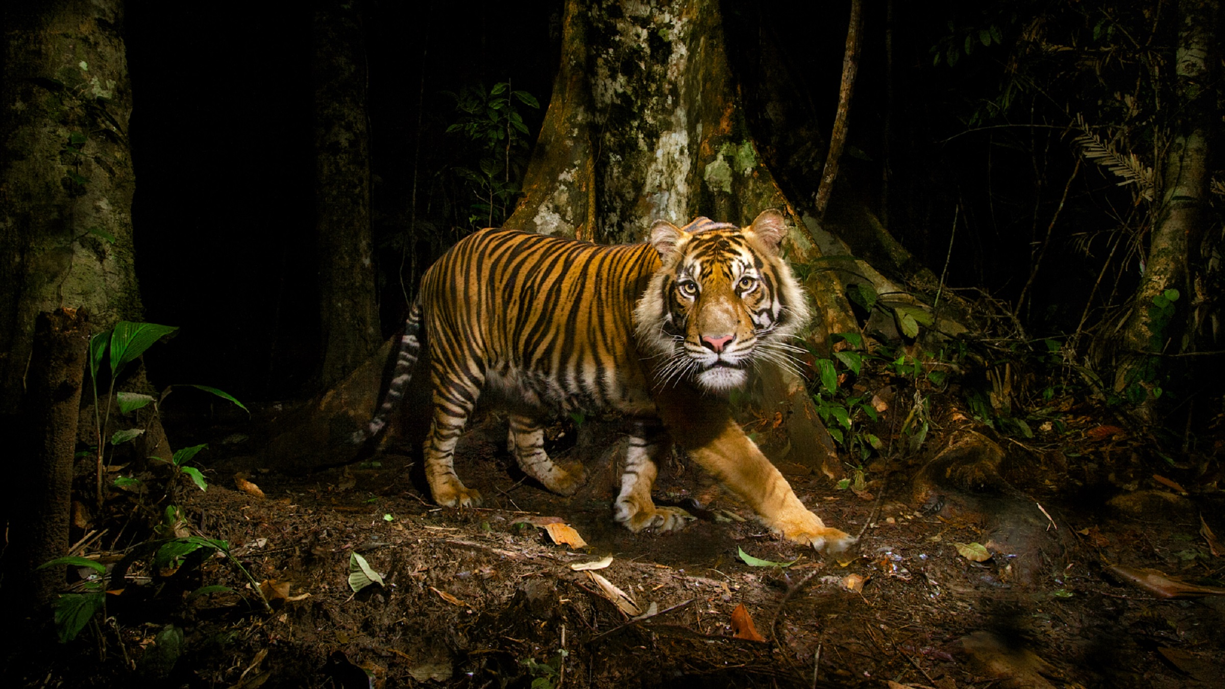 Weak prosecution leaves tigers vulnerable to trafficking in Southeast Asia: Report