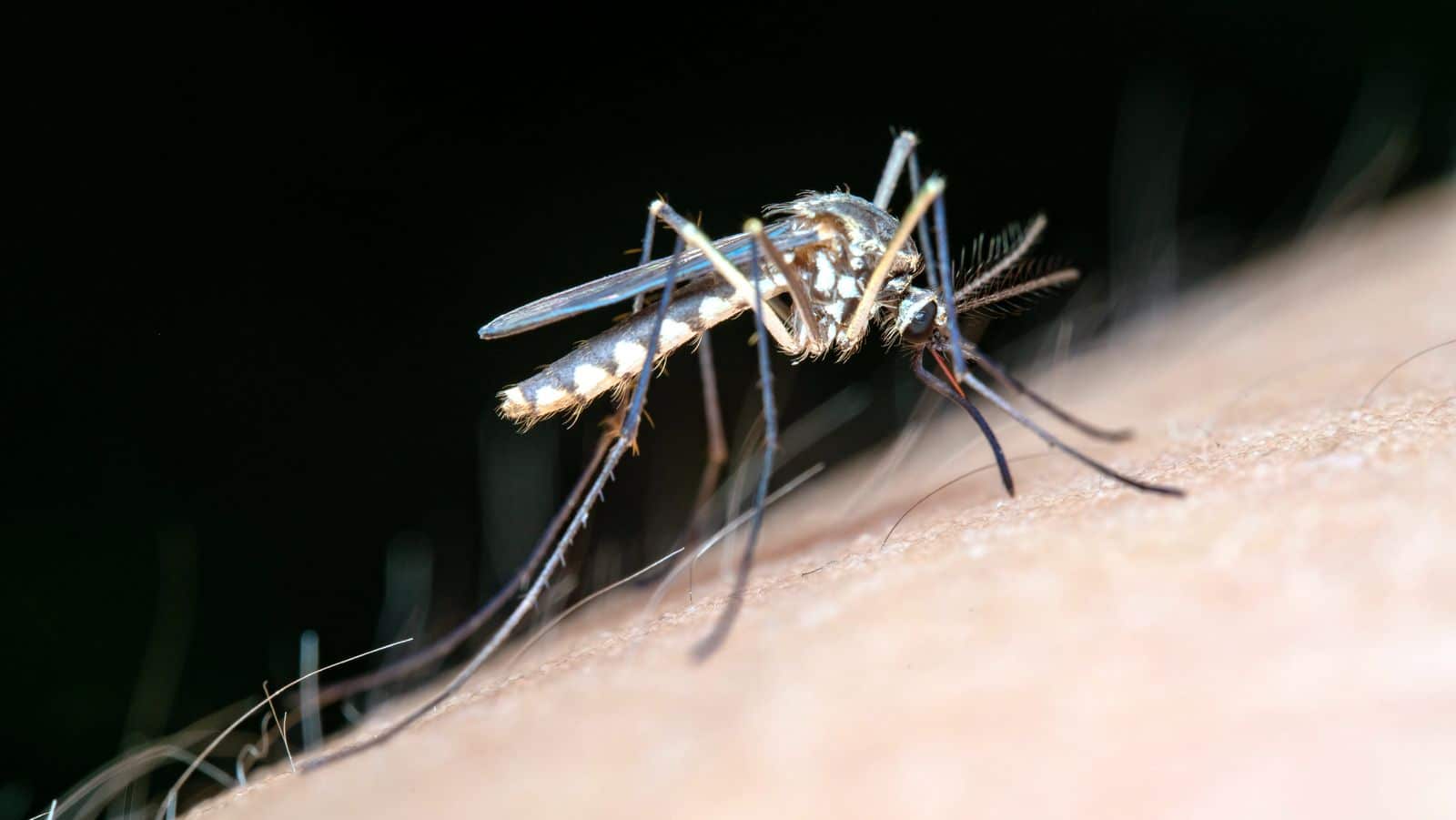 West Nile Cases Escalate in North Macedonia, Spurring Calls for Action