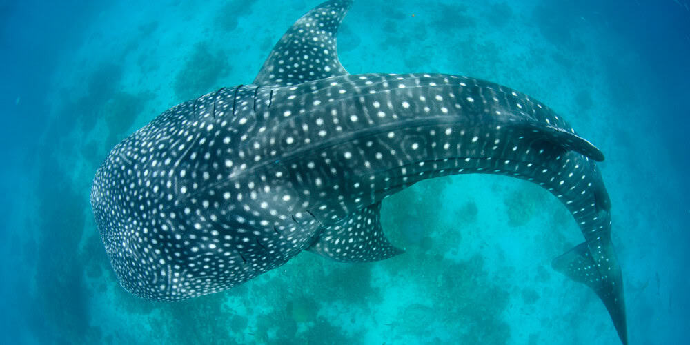 Whale Shark Season in Seychelles