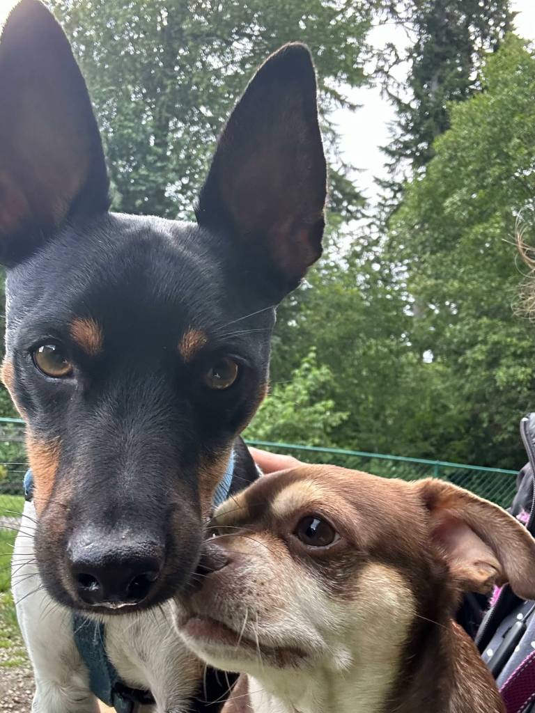 When leaving your home, how to have yourself a dog day afternoon