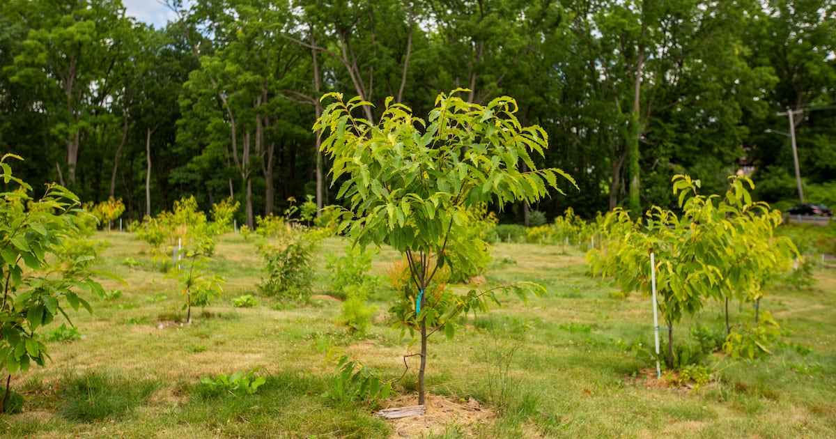 Why Trump is planting controversial genetically modified trees near the White House