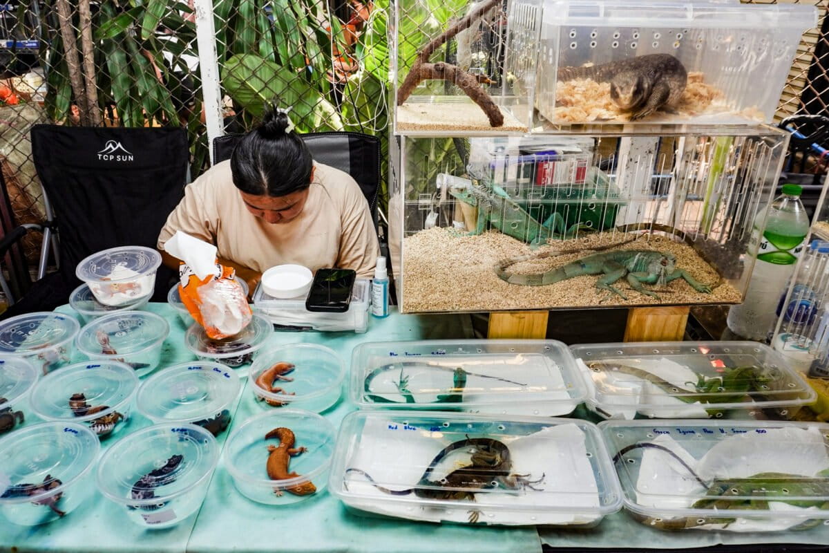 Wildlife of all kinds is for sale in Bangkok’s Chatuchak Market’s ‘Pets’ zone, with growing numbers coming from Latin America.