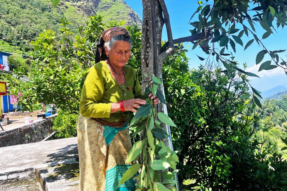 Lila Devi uses a traditional sickle to demonstrate how locals craft a jhapa.