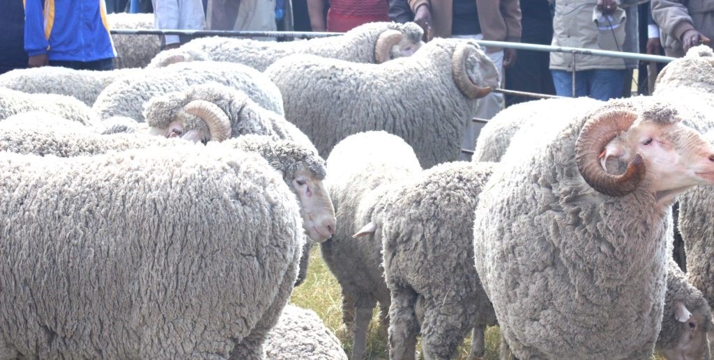 Wool and mohair roadshow to promote opportunities - The Reporter Lesotho