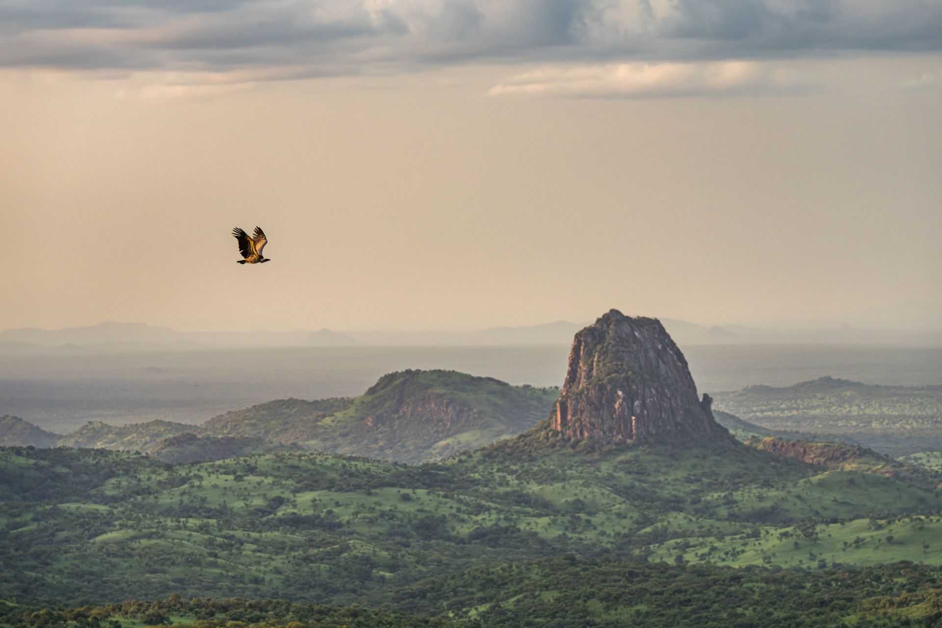 DO NOT REUSE A Rüppell's vulture, in Boma National Park, South Sudan. Image © Marcus Westberg.