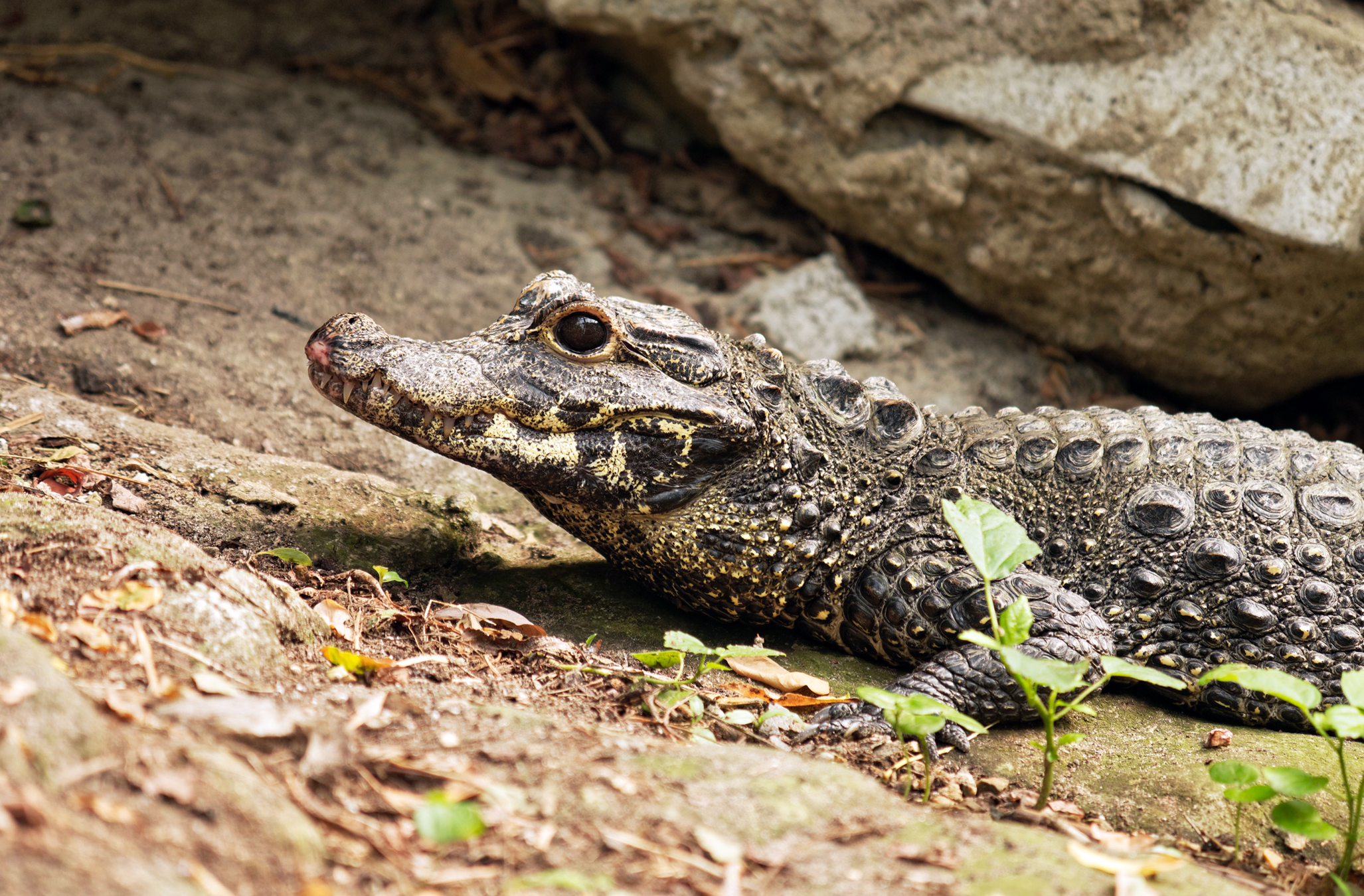 World’s smallest crocodile in high demand for bushmeat trade in Nigeria